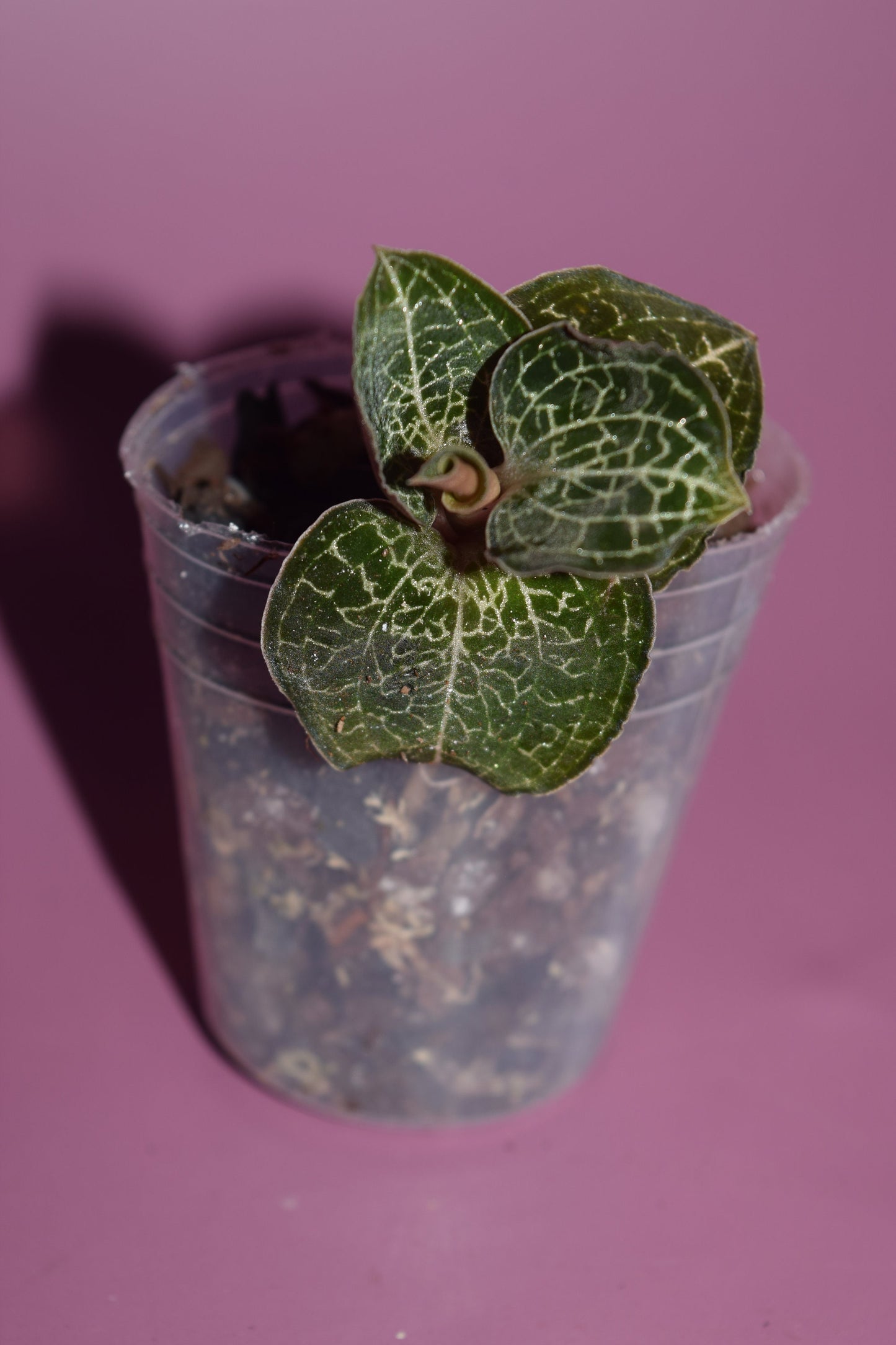 Anoectochilus formosanus jewel orchid US seller - licensed nursery