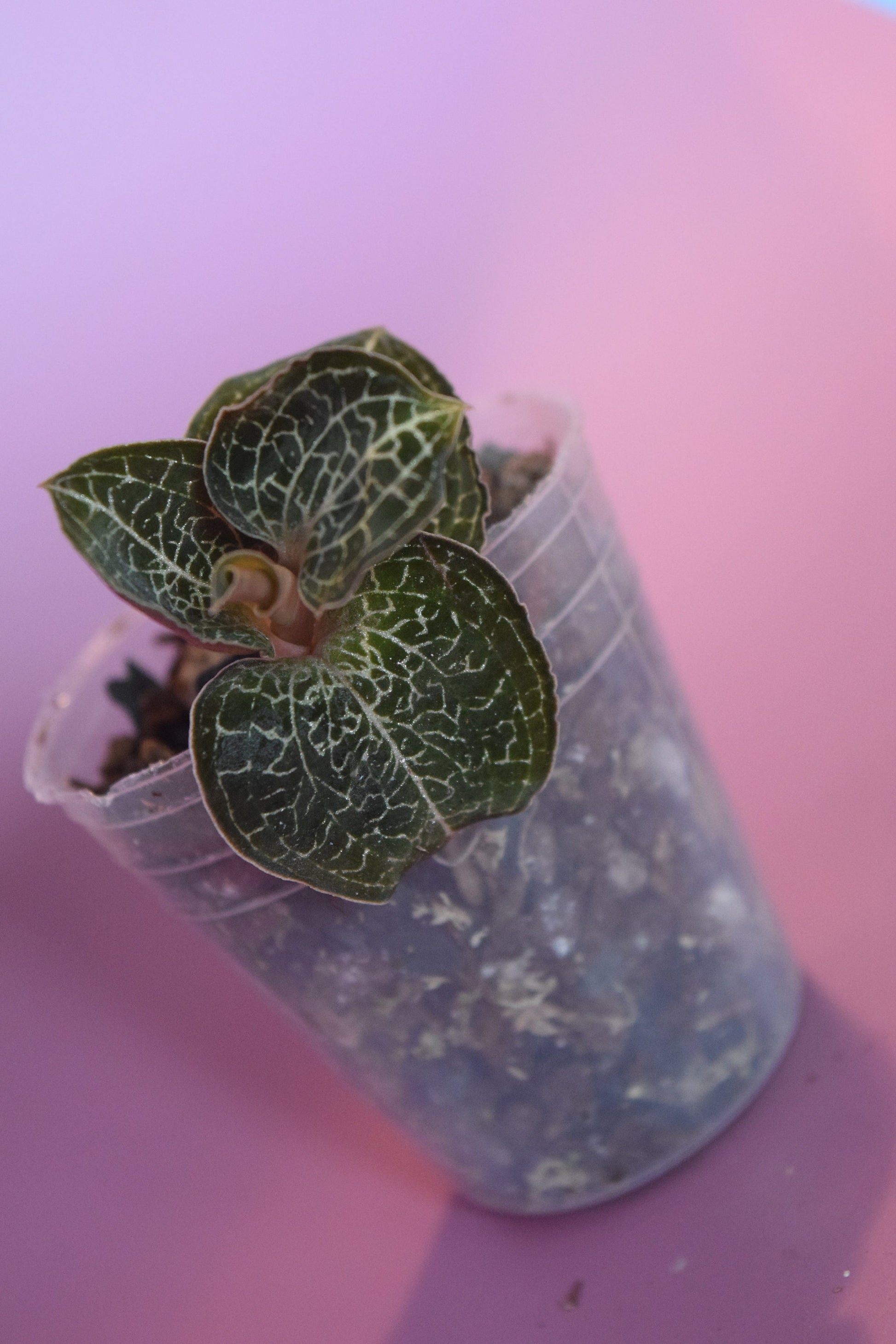 Anoectochilus formosanus jewel orchid US seller - licensed nursery