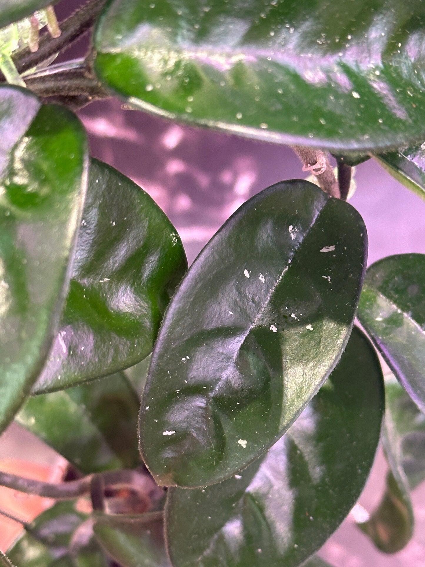 Hoya Krinkle 8 unrooted cuttings