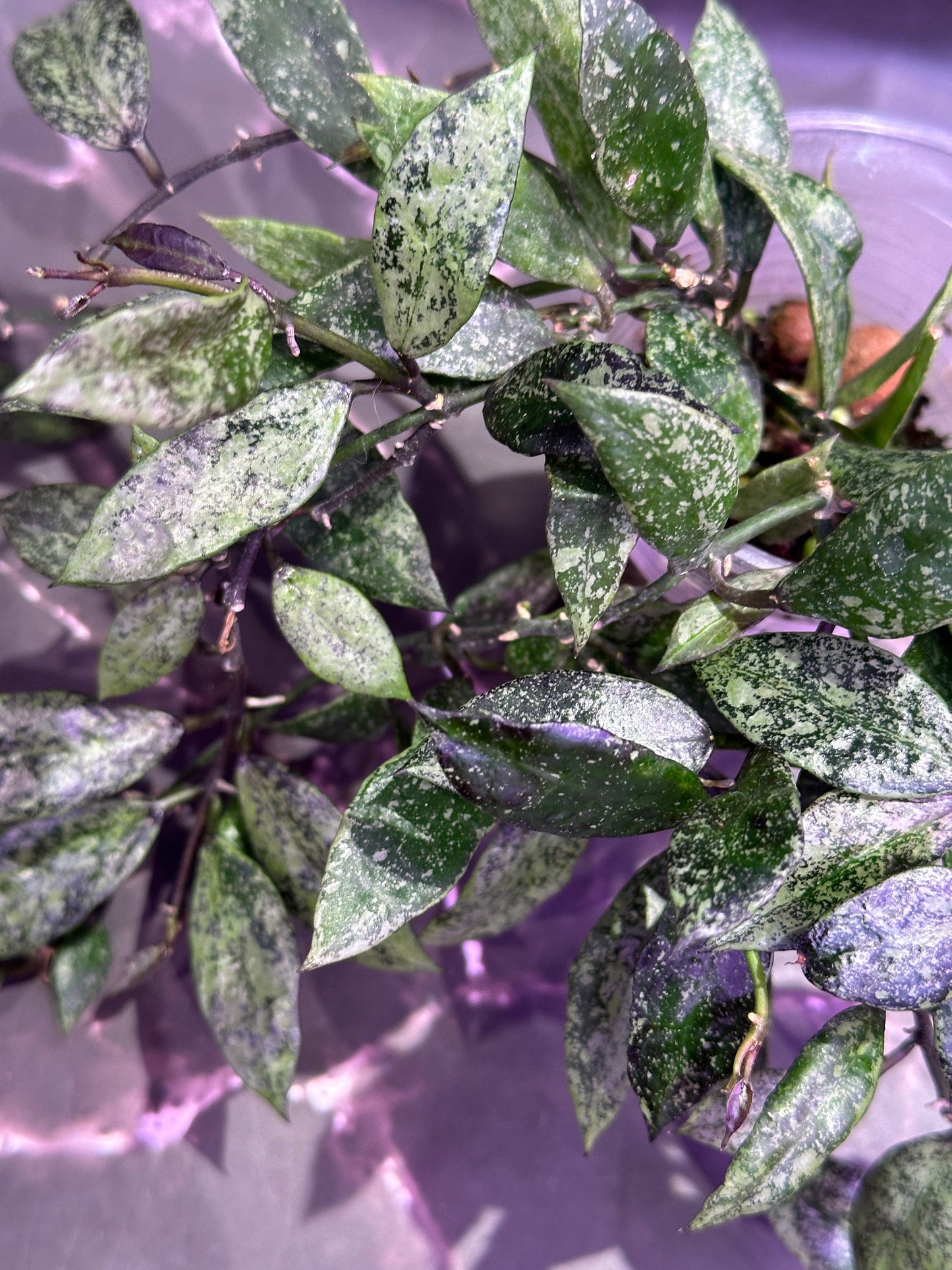 Hoya lacunosa royal flush unrooted cutting