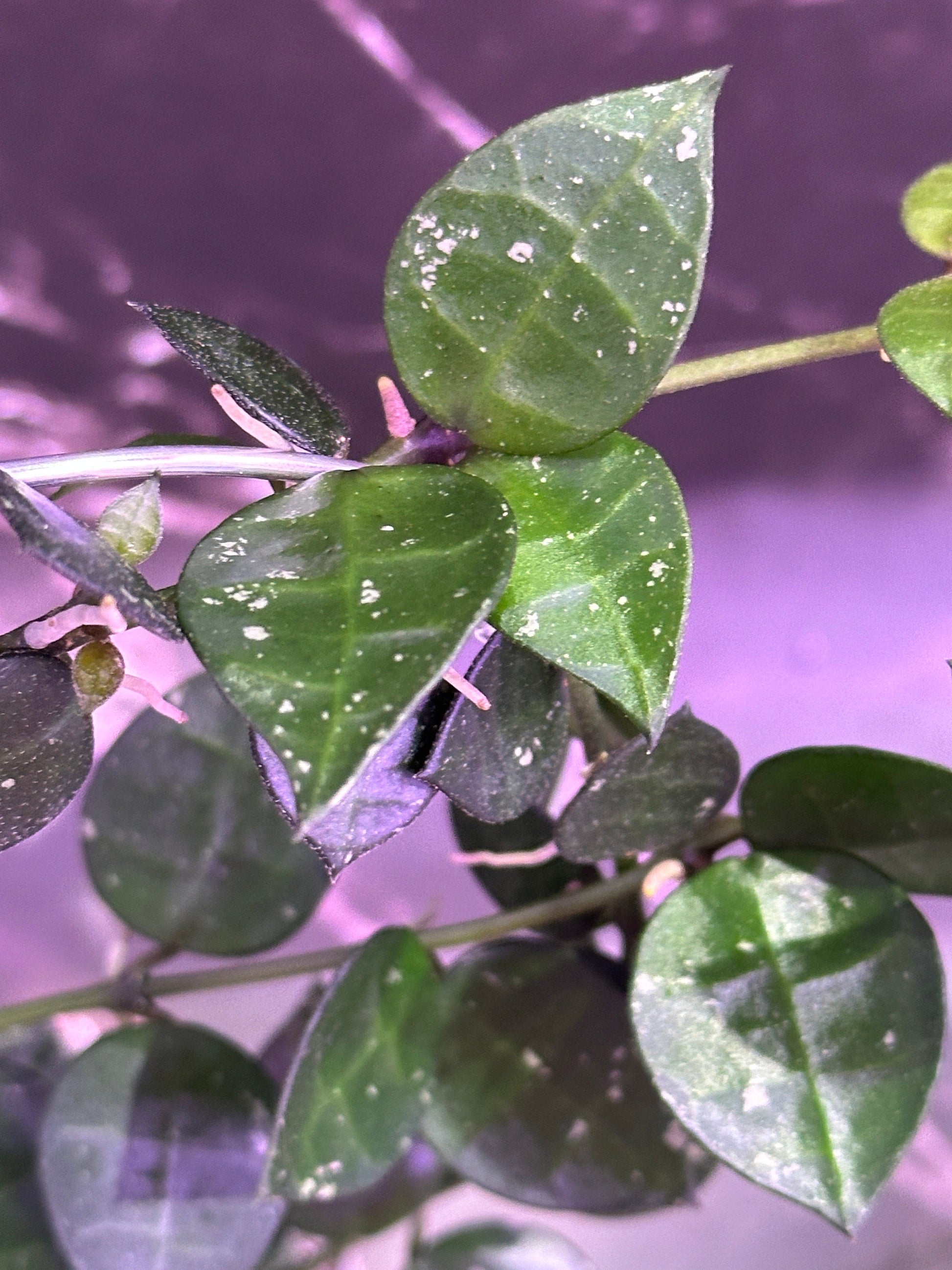 Hoya lacunosa my little runaway US seller - licensed nursery