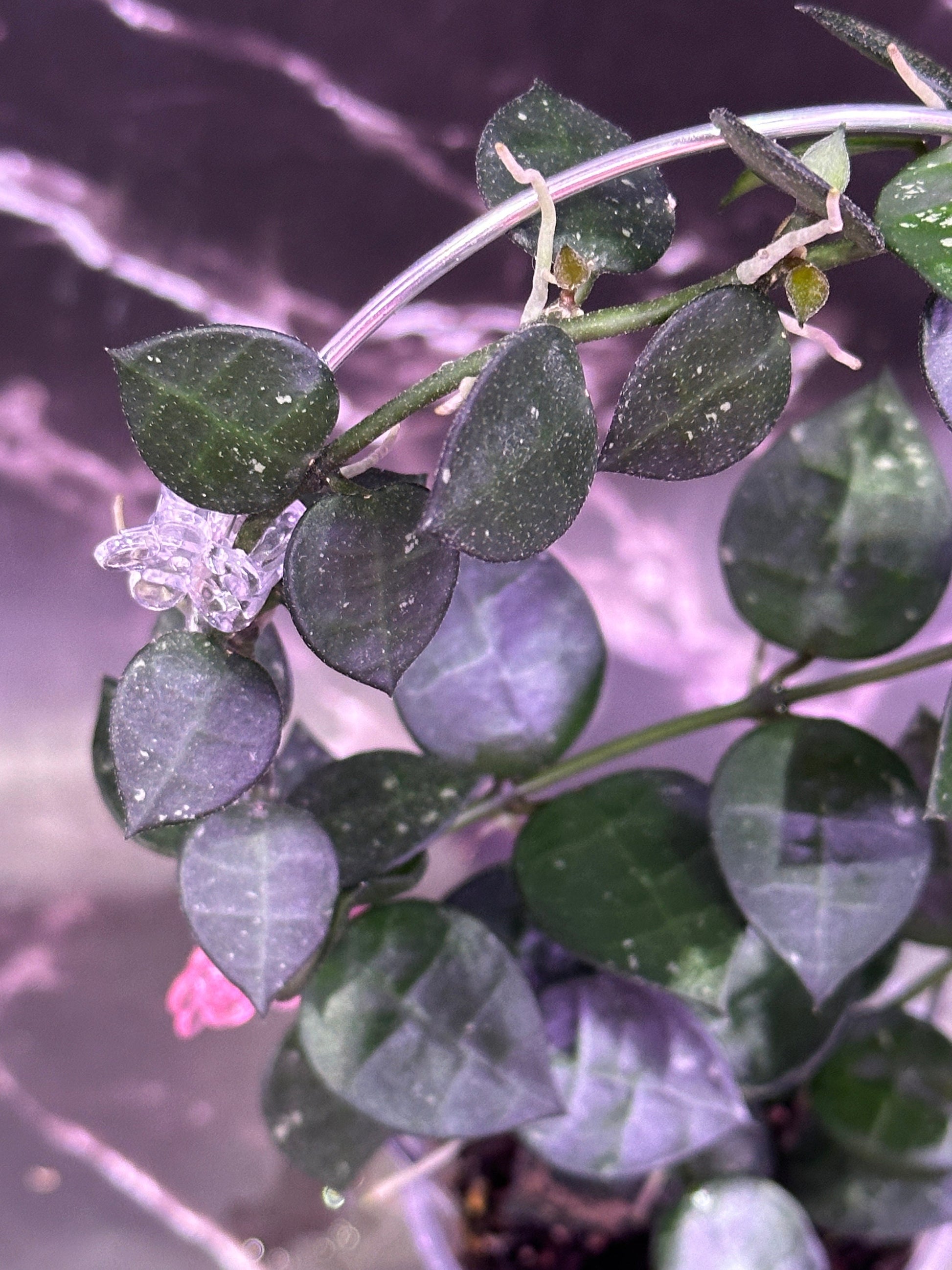 Hoya lacunosa my little runaway US seller - licensed nursery