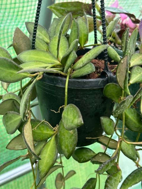 Hoya sigillatis unrooted cutting