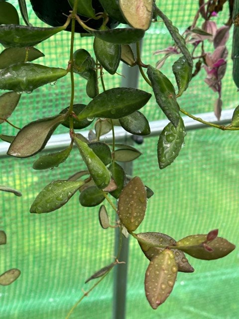 Hoya sigillatis unrooted cutting