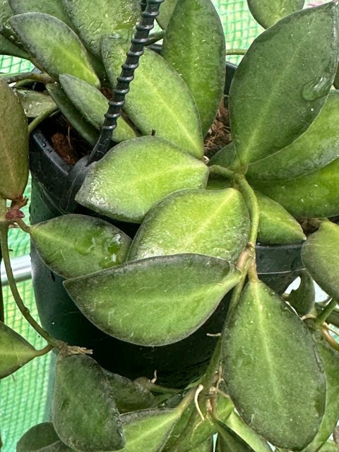 Hoya sigillatis unrooted cutting