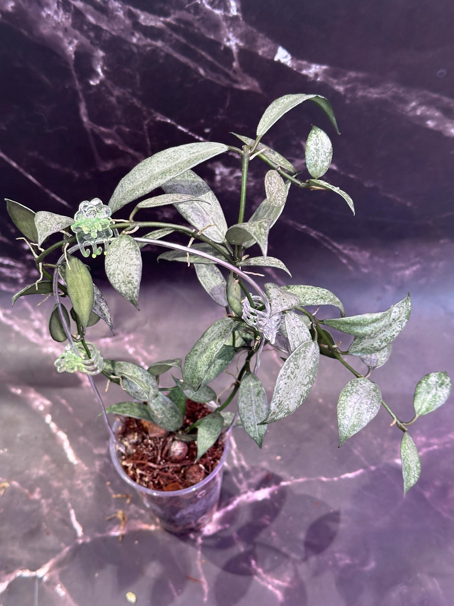 Hoya lacunosa white pearl unrooted cutting