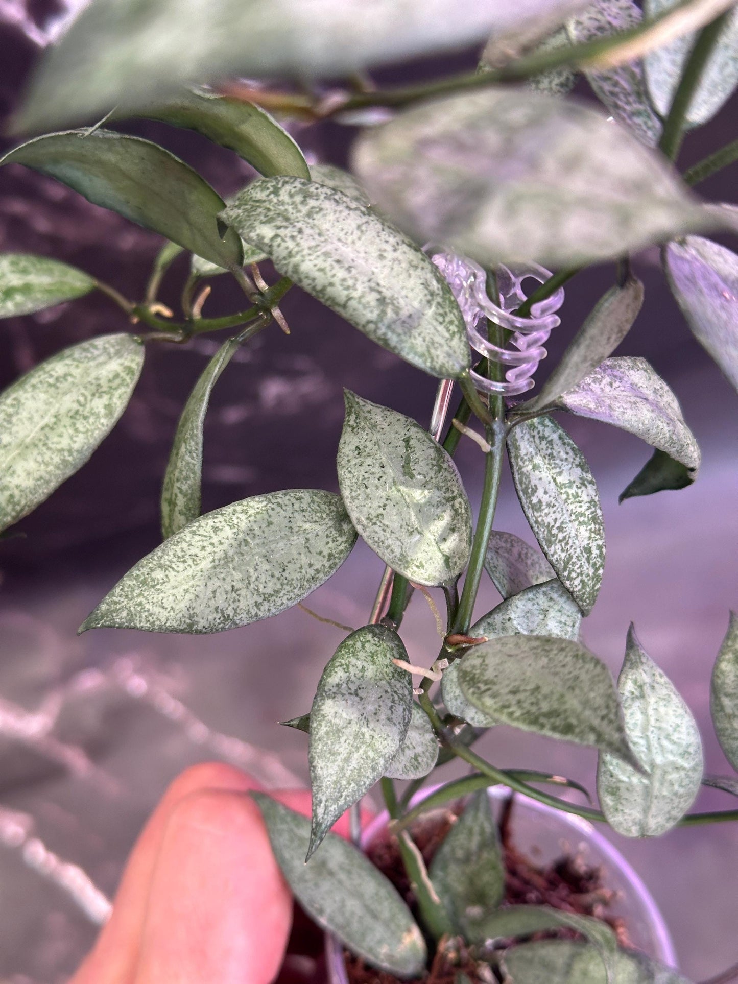 Hoya lacunosa white pearl unrooted cutting