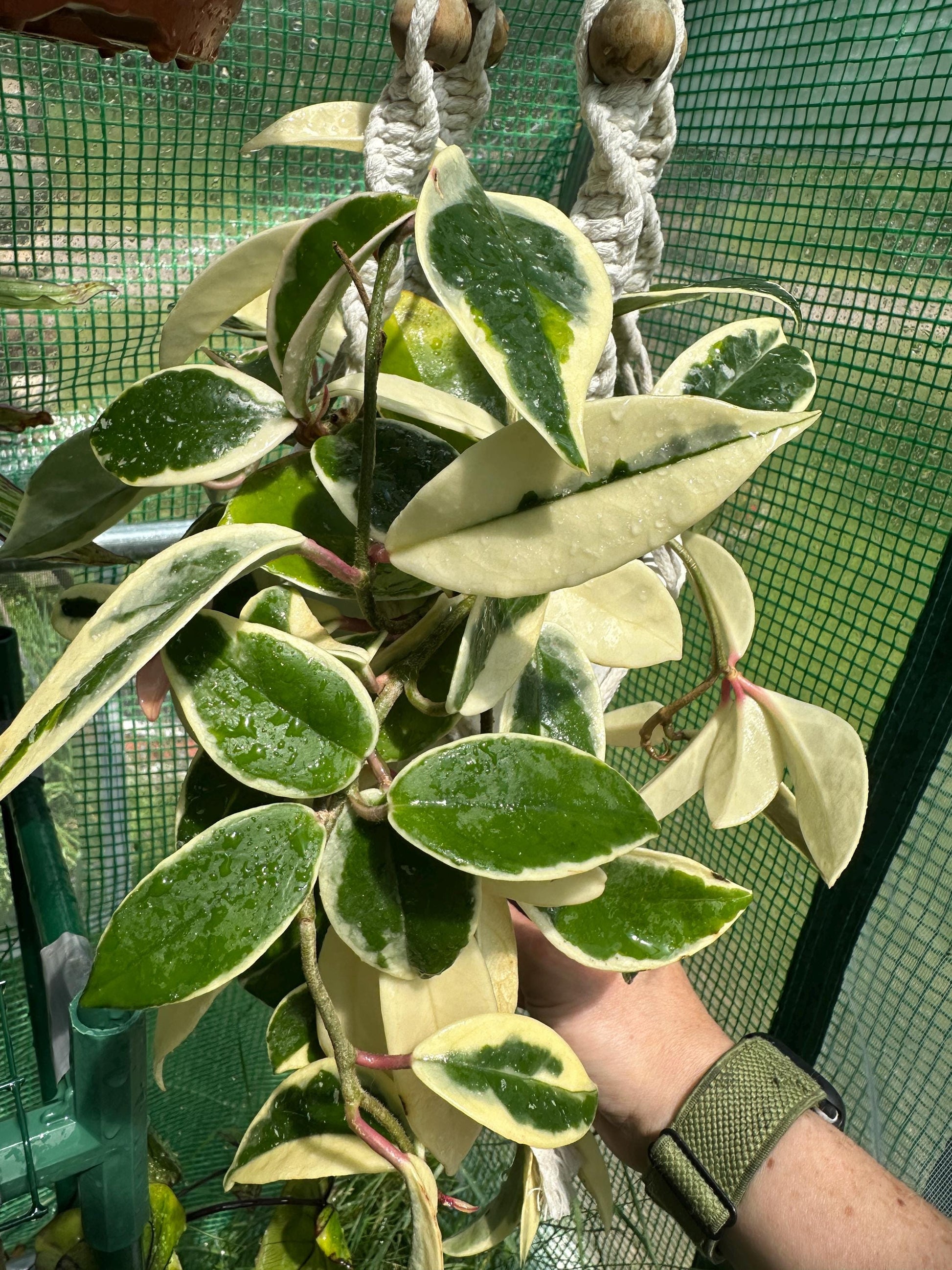 Hoya starry night unrooted cutting