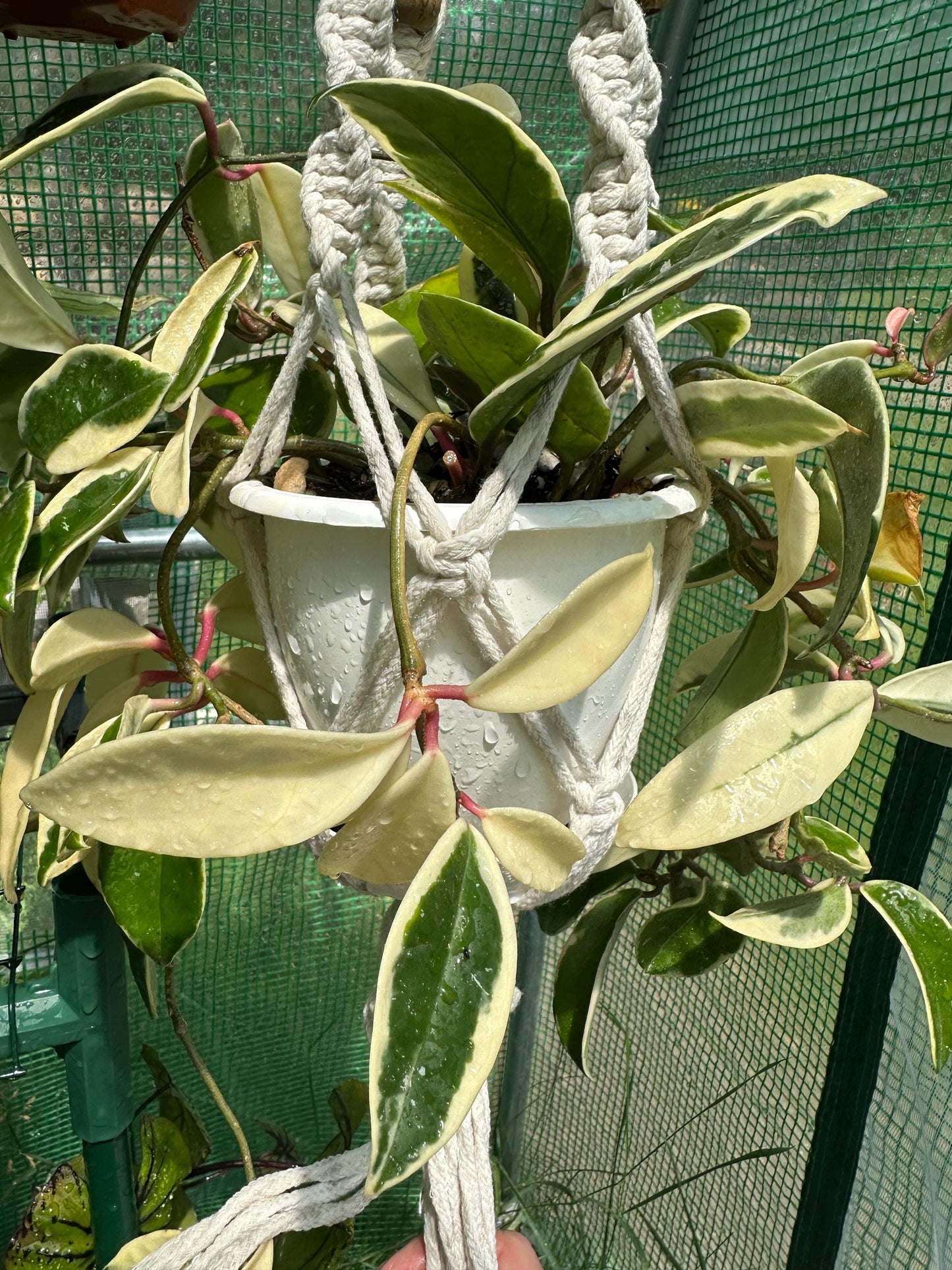 Hoya starry night unrooted cutting