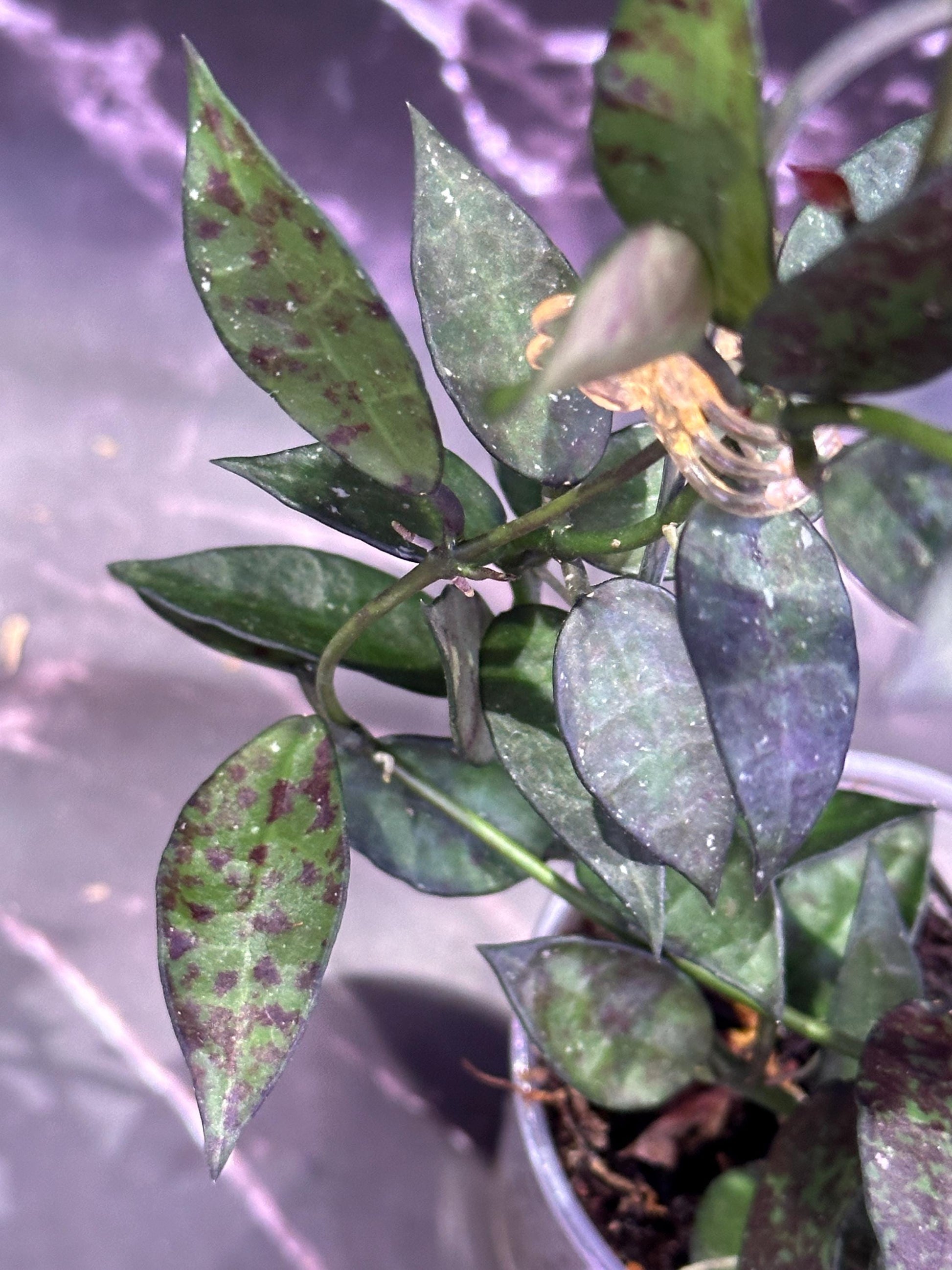 Hoya lacunosa Malaysia unrooted cutting