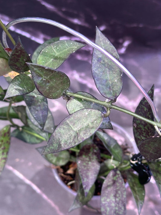 Hoya lacunosa Malaysia unrooted cutting