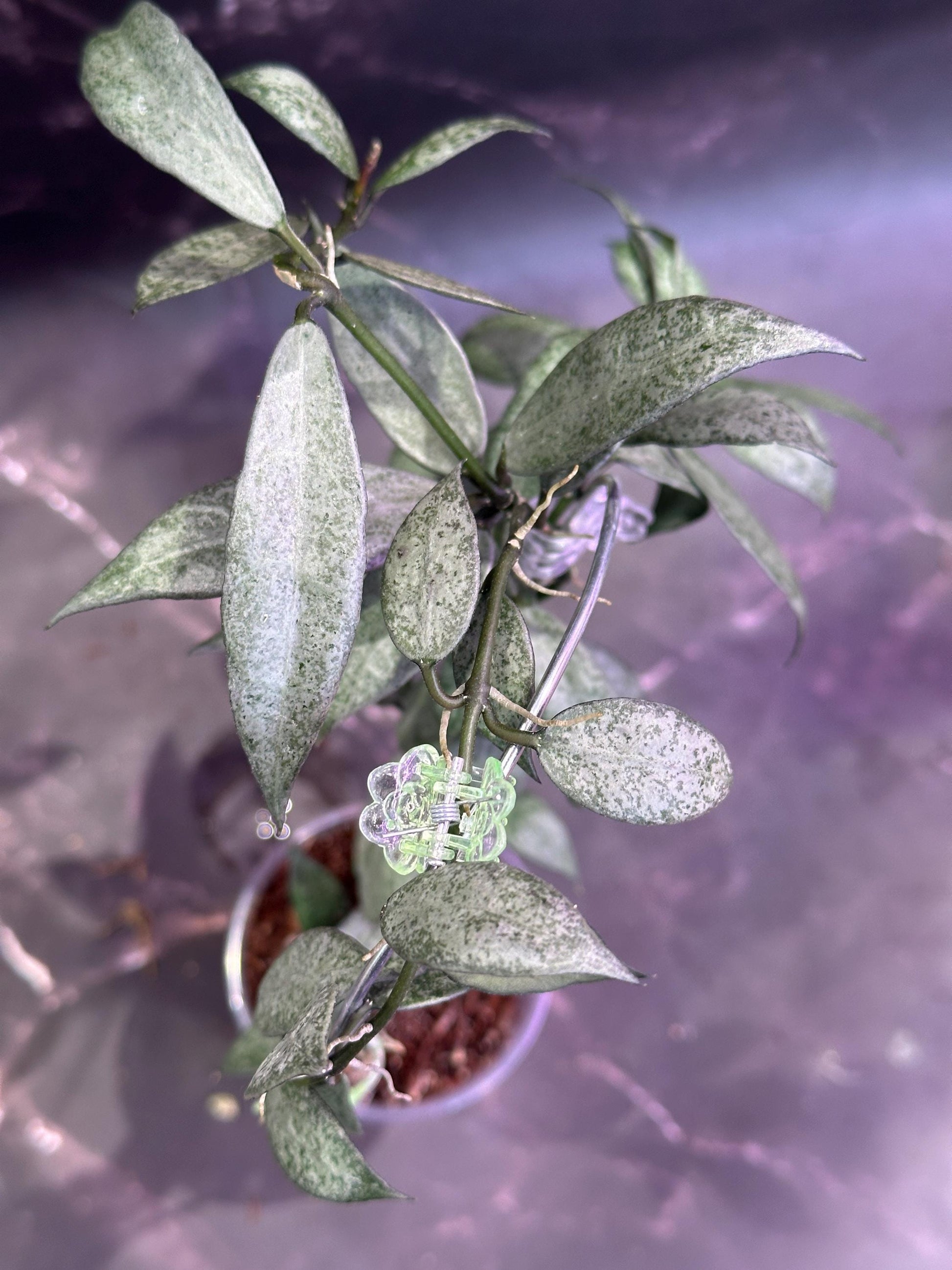 Hoya lacunosa white pearl unrooted cutting