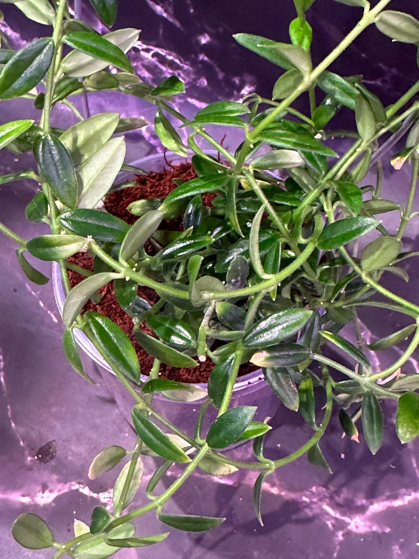 Hoya engleriana unrooted cutting