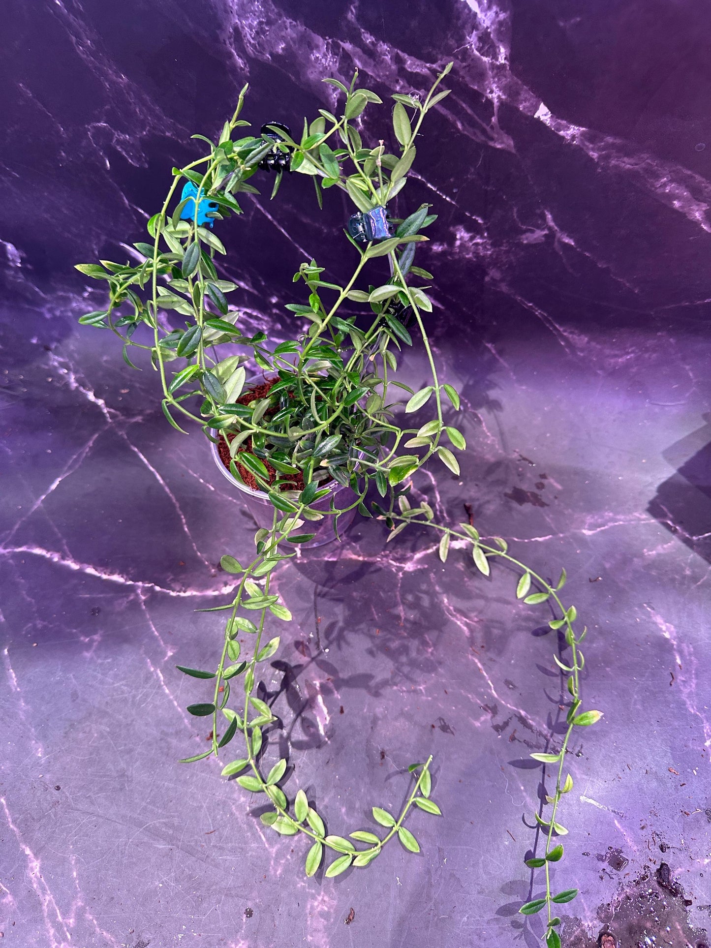 Hoya engleriana unrooted cutting