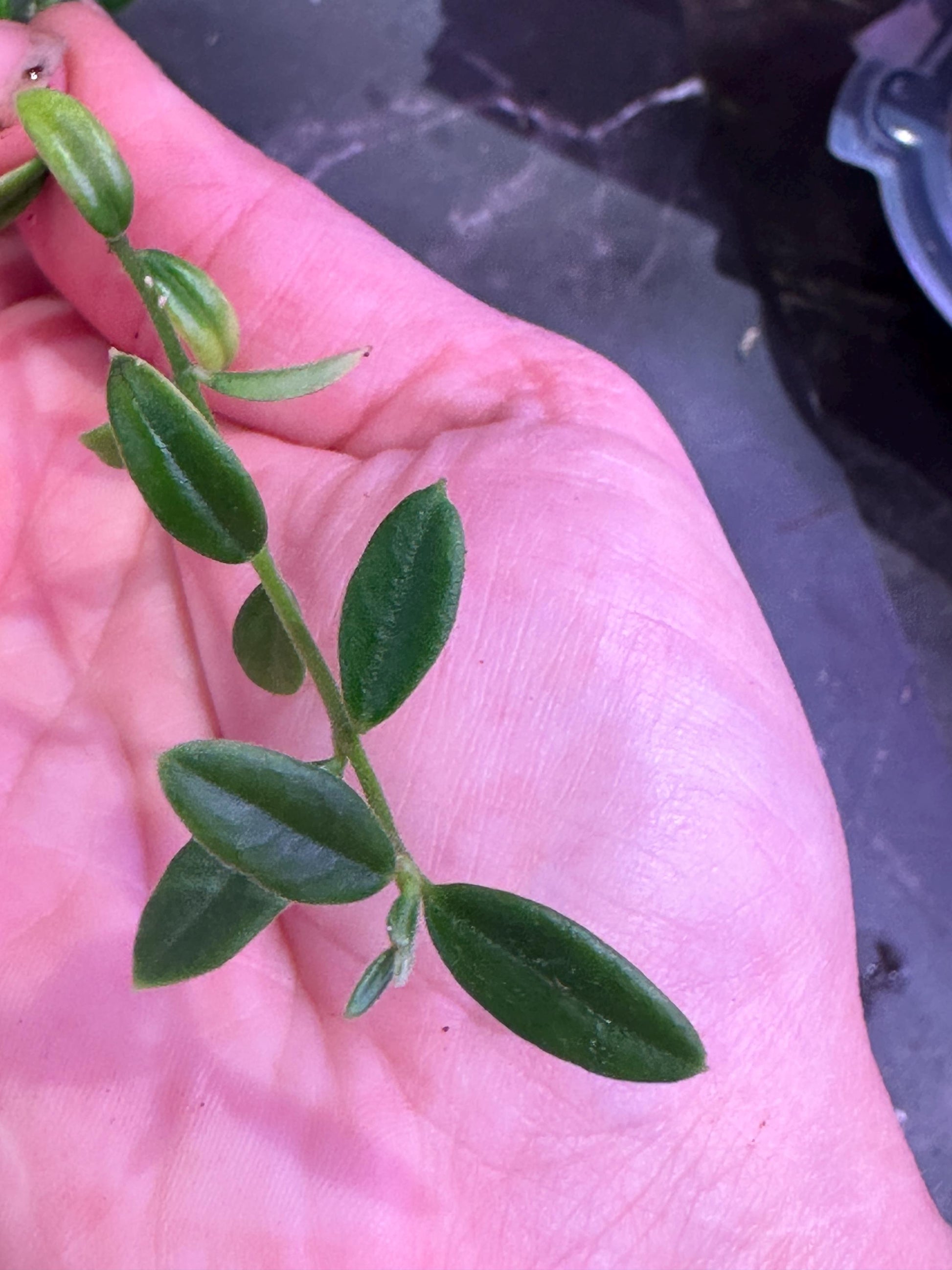 Hoya engleriana unrooted cutting