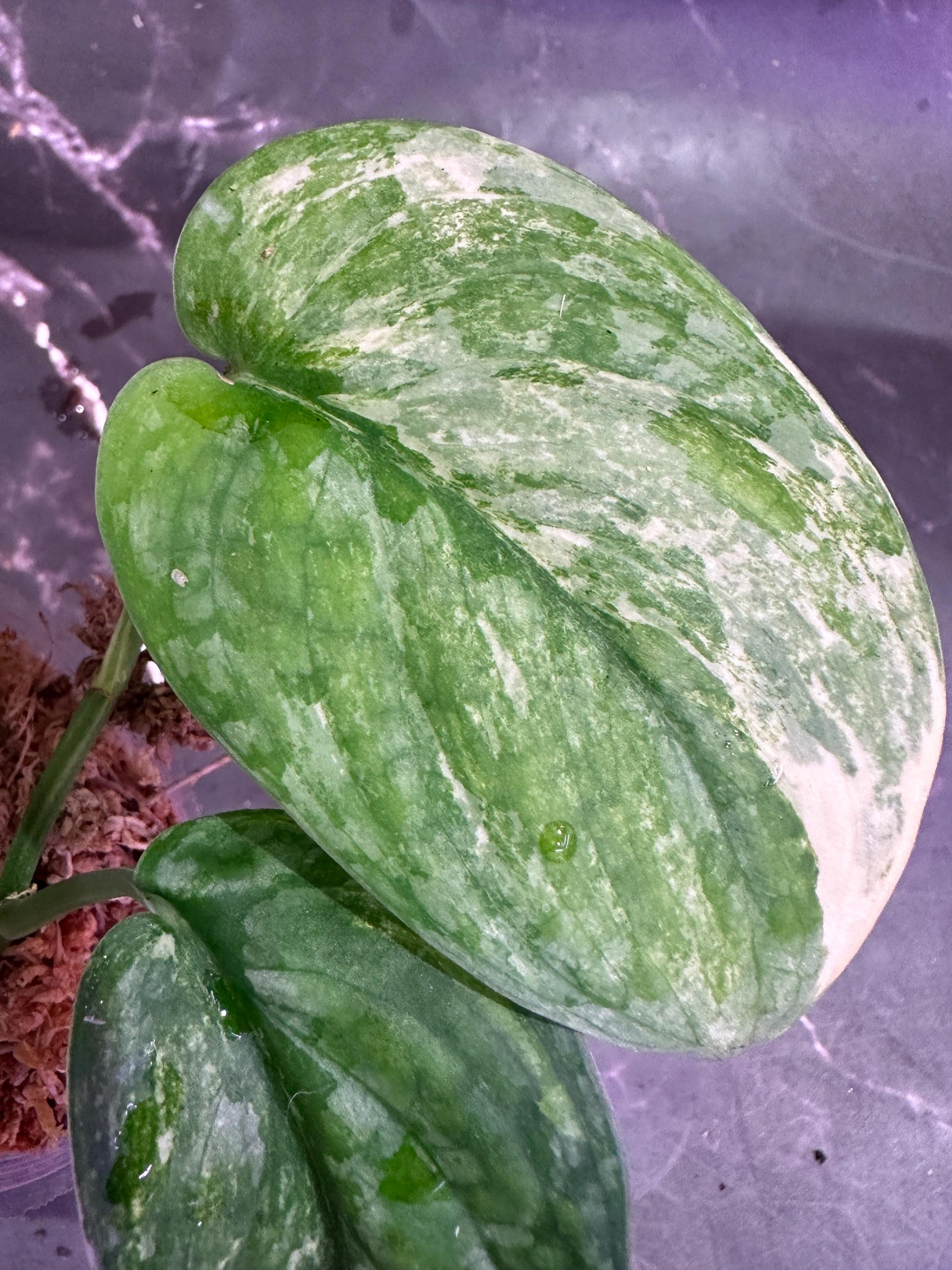 Halimoon scindapsus variegated dark cloud exact plant