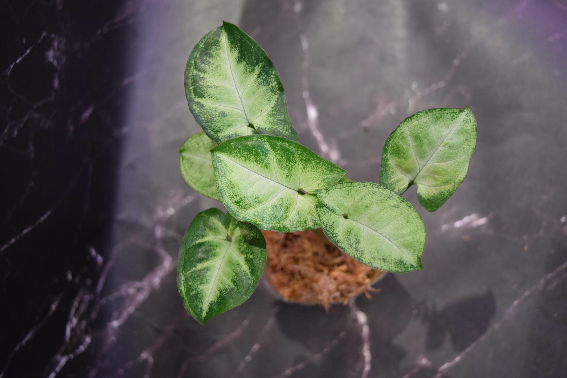 Hoya lacunosa full moon cutting