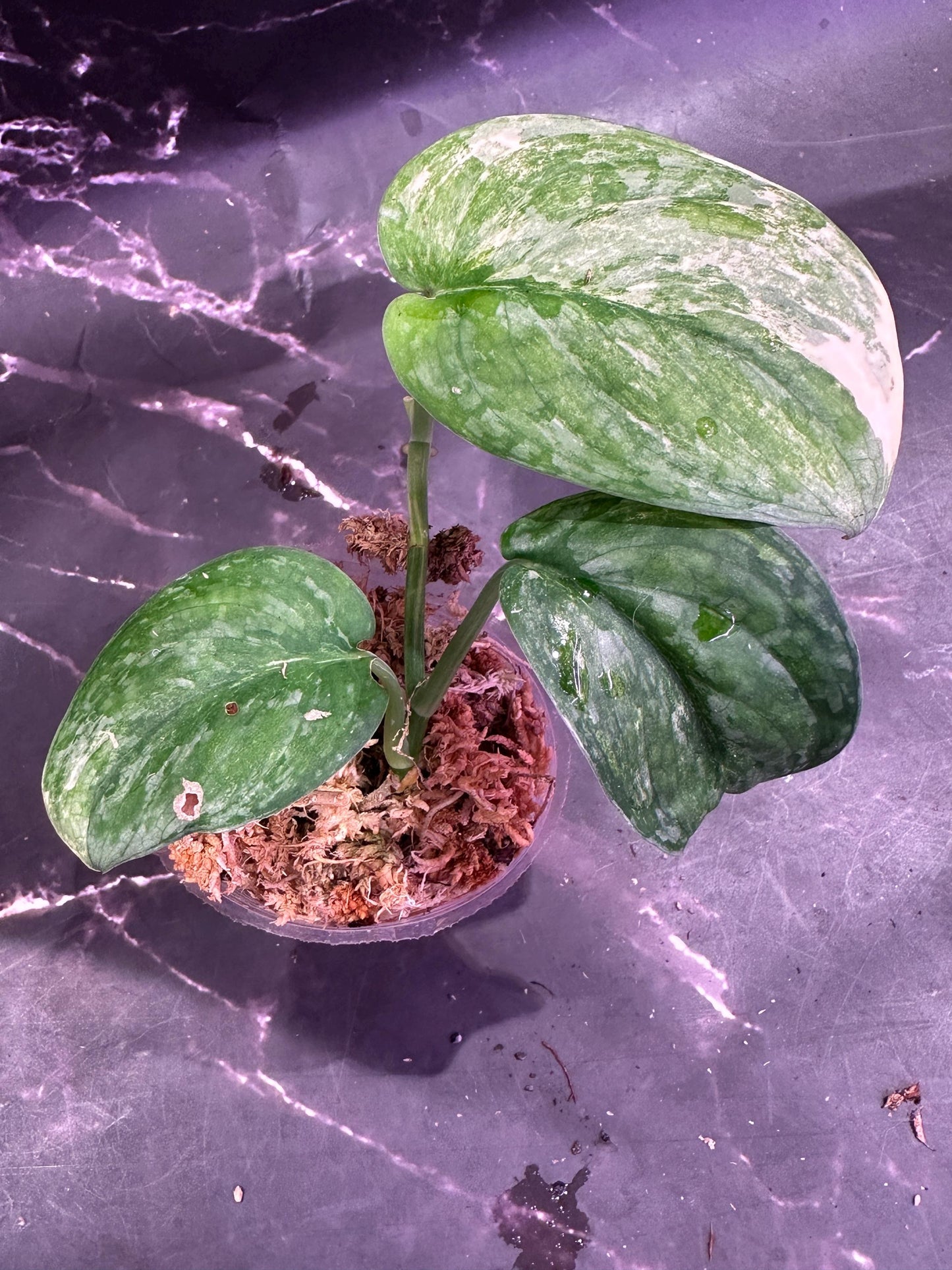 Halimoon scindapsus variegated dark cloud exact plant