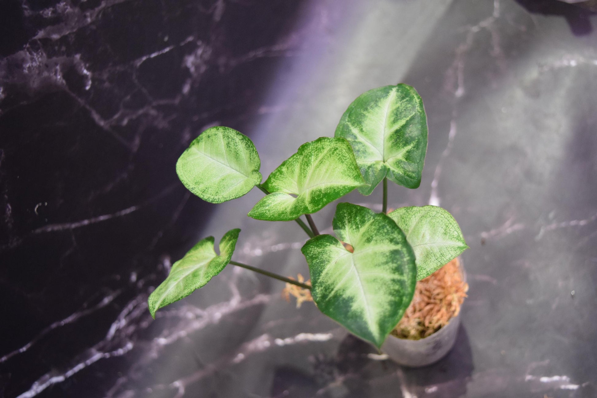 Hoya lacunosa full moon cutting