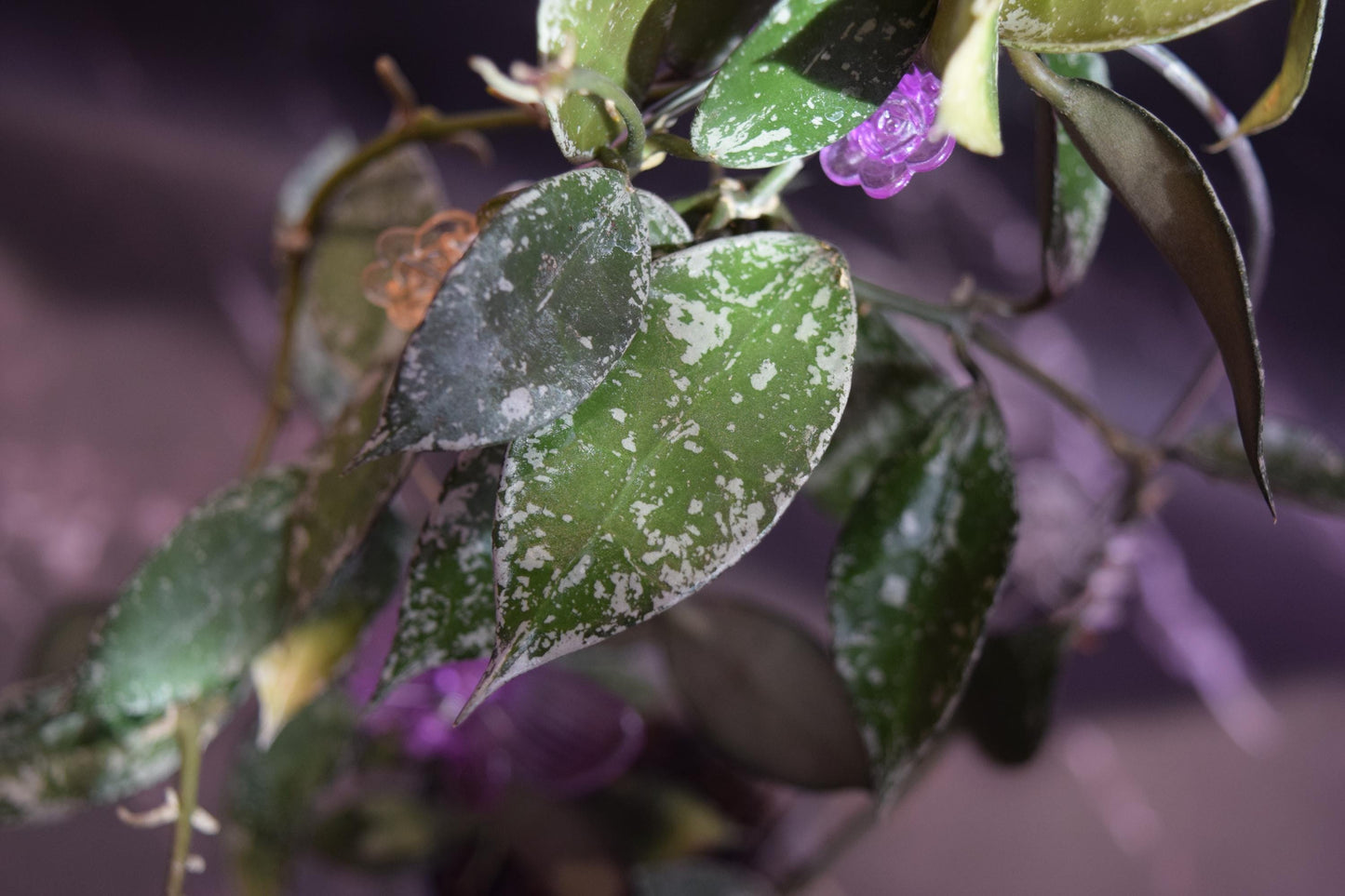 Hoya krohniana super silver unrooted cutting