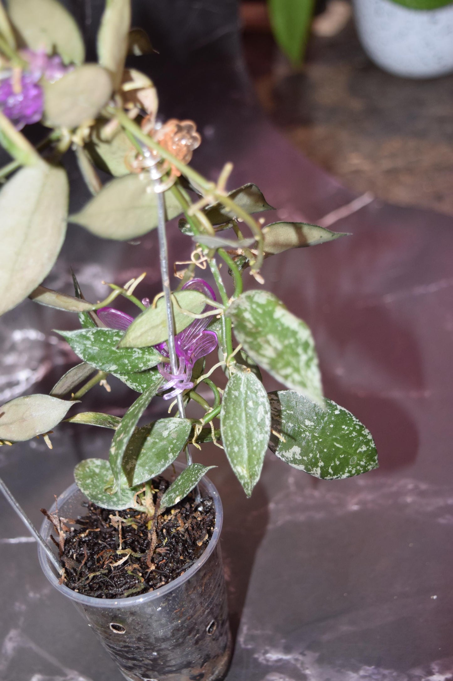 Hoya krohniana super silver unrooted cutting