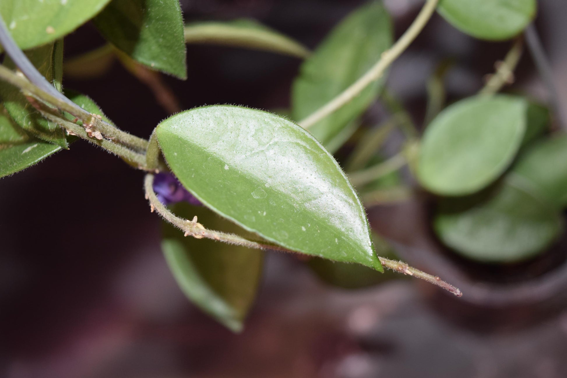 Hoya variegated lacunosa unrooted cutting