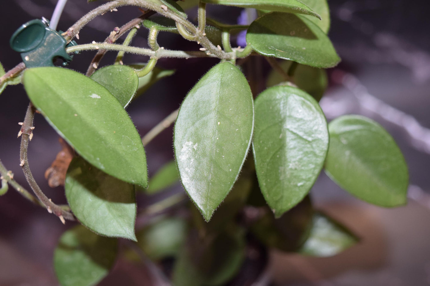 Hoya variegated lacunosa unrooted cutting