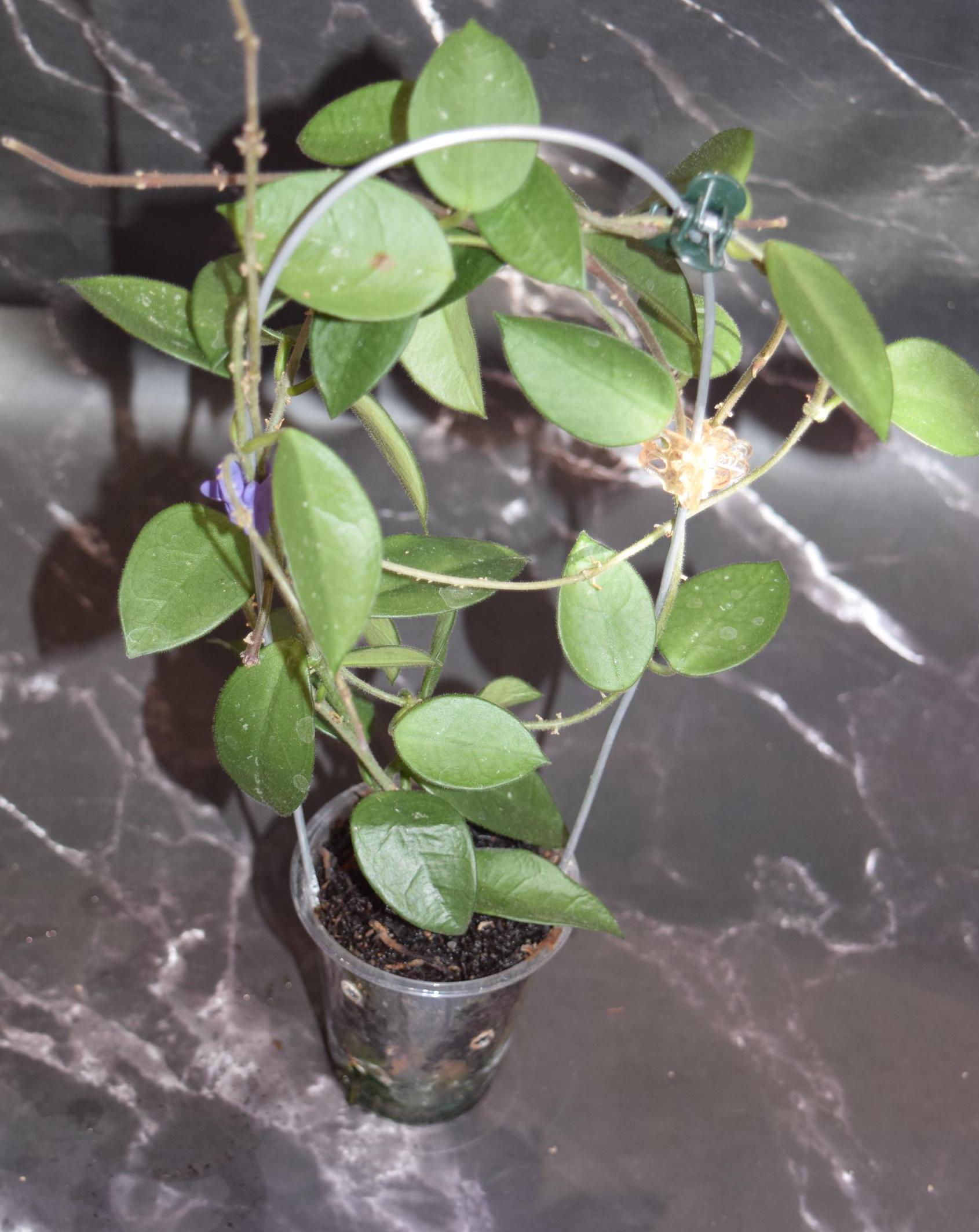 Hoya variegated lacunosa unrooted cutting