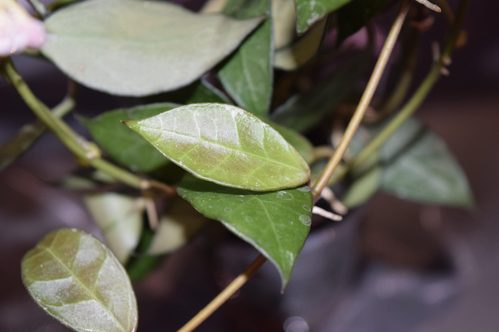 Hoya Rebecca unrooted cutting