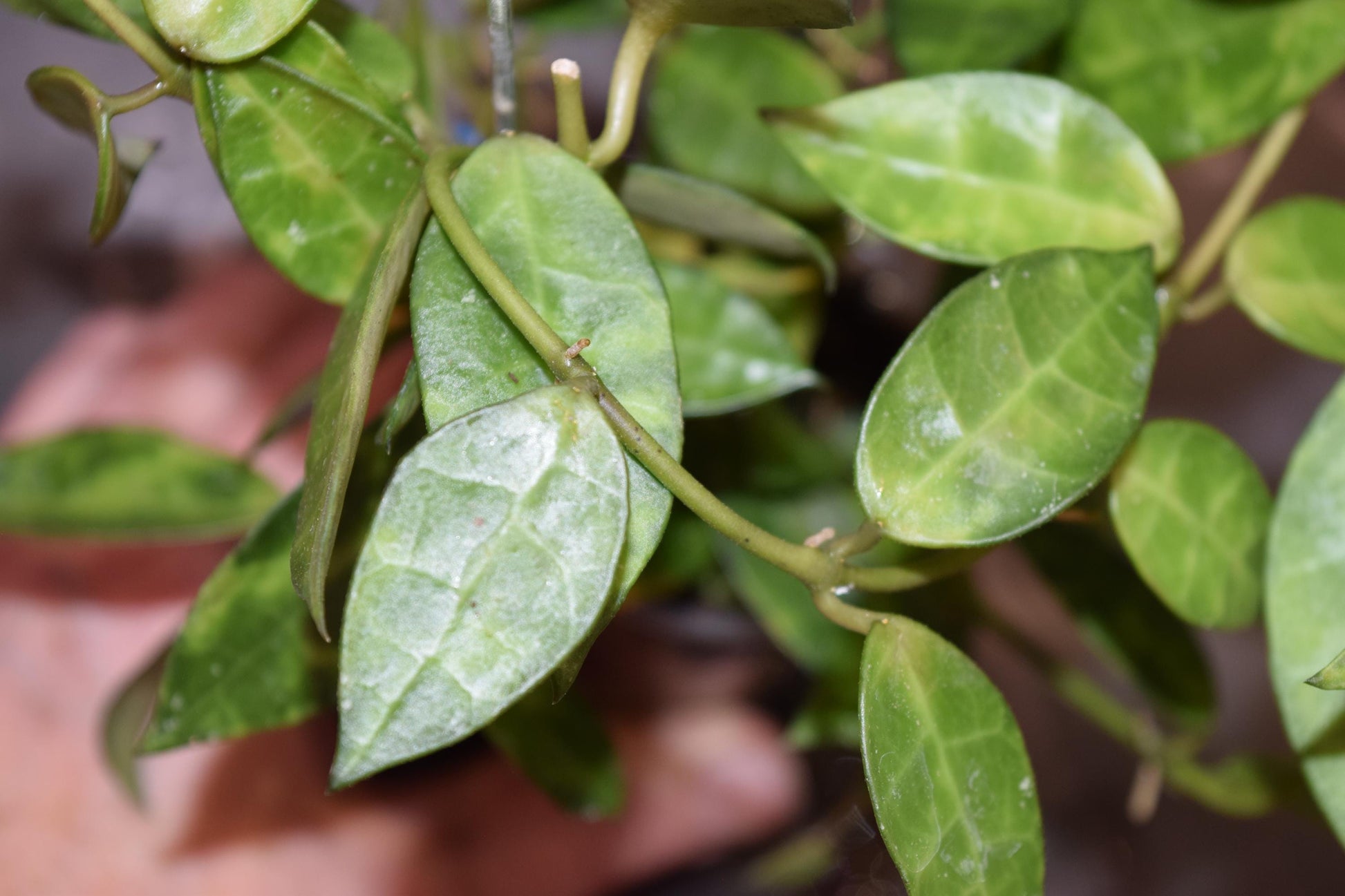 Hoya lacunosa leopard skin unrooted cutting