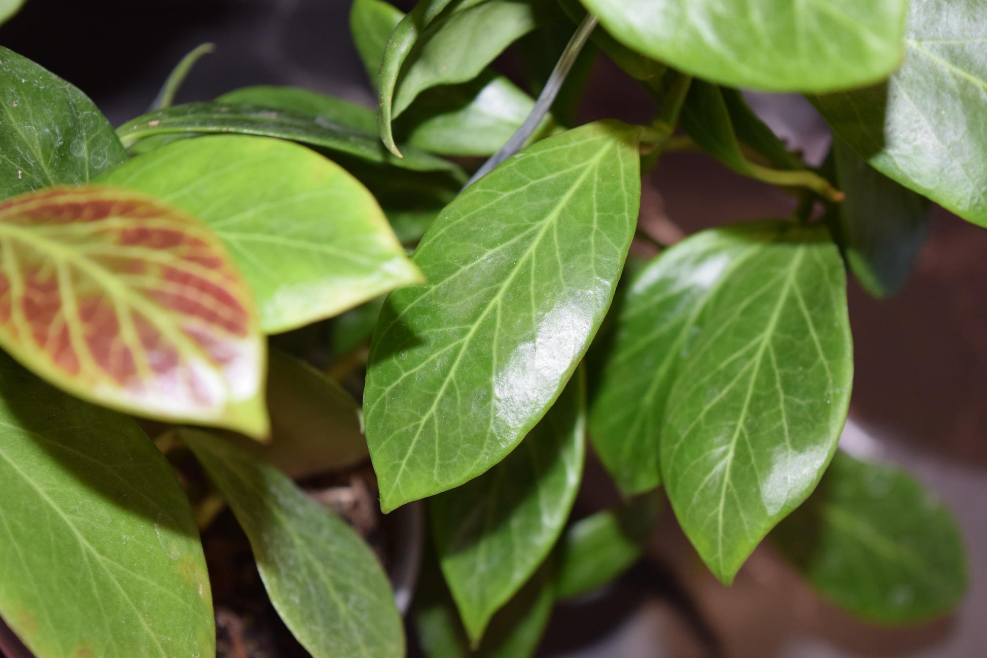 Hoya lacunosa silver mint coin unrooted cutting