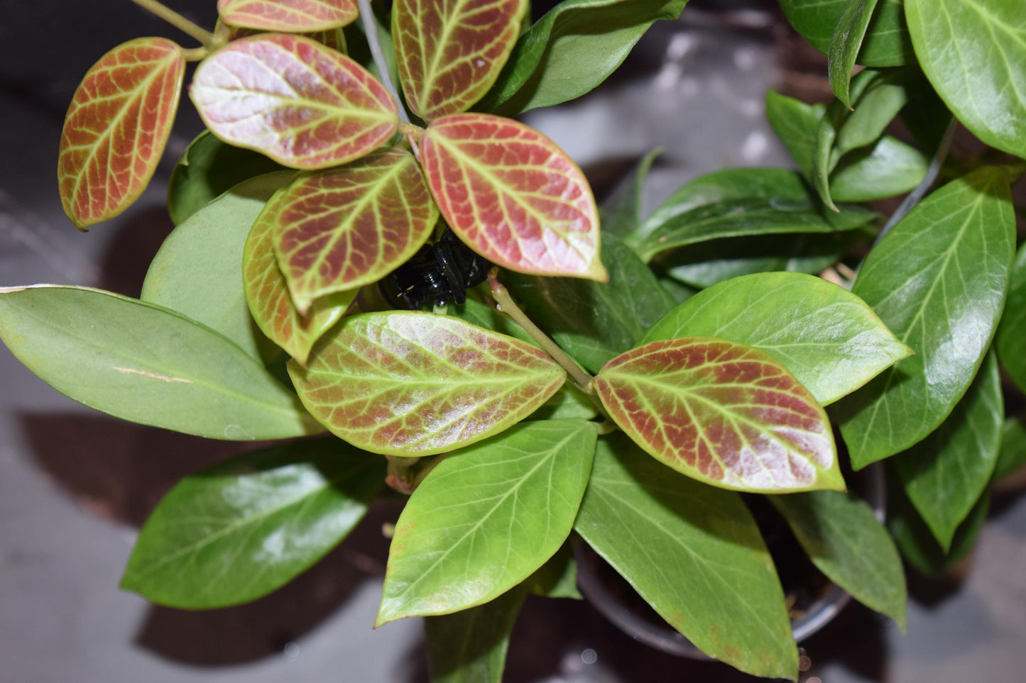 Hoya lacunosa silver mint coin unrooted cutting