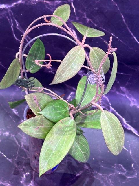 Hoya gunung gading unrooted cutting