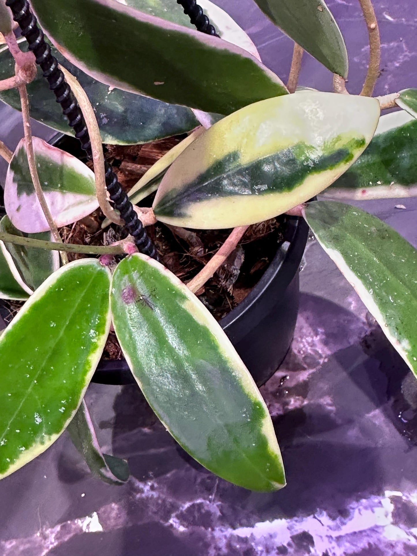 Hoya patella pink unrooted cuttings