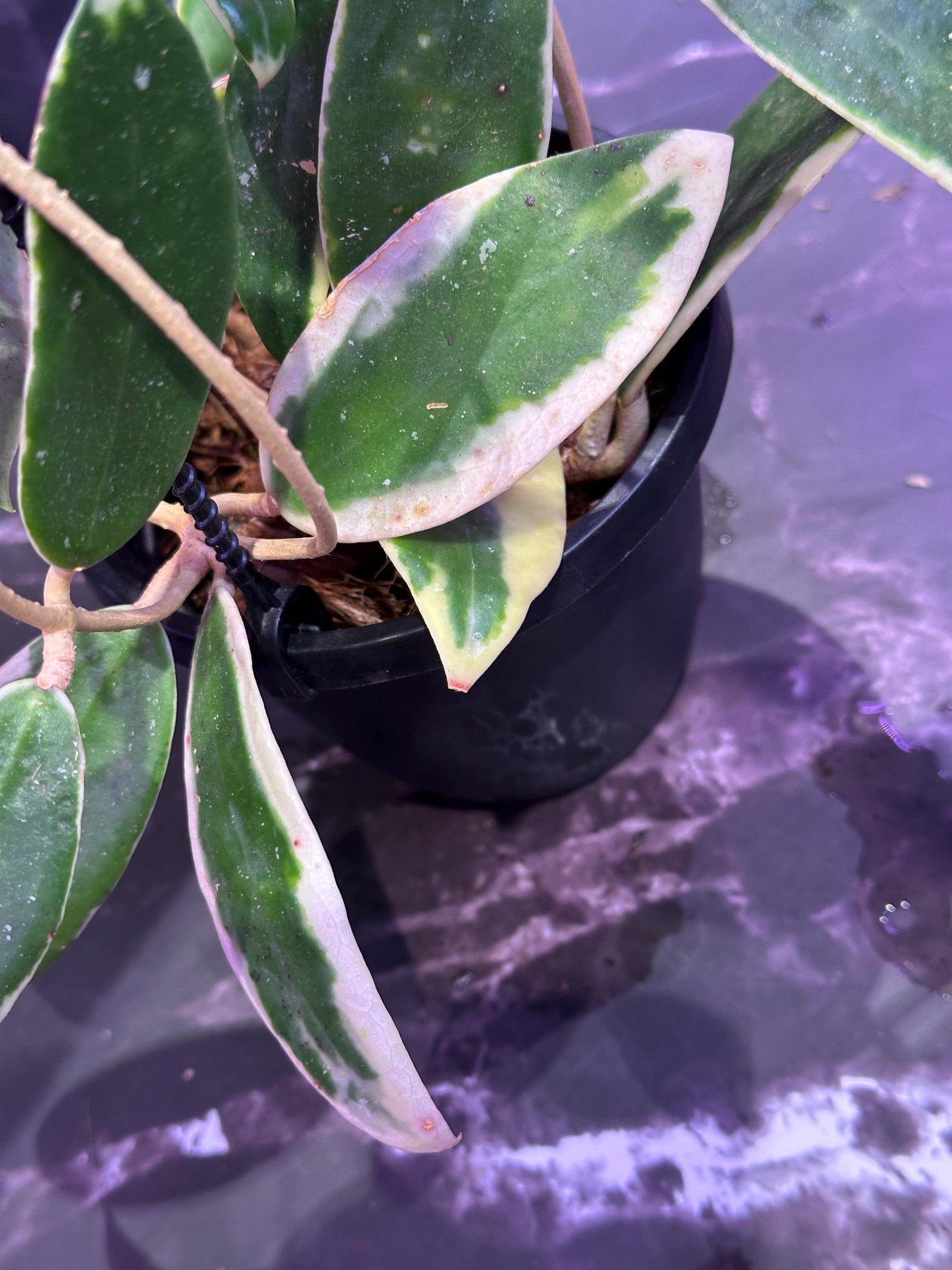 Hoya patella pink unrooted cuttings