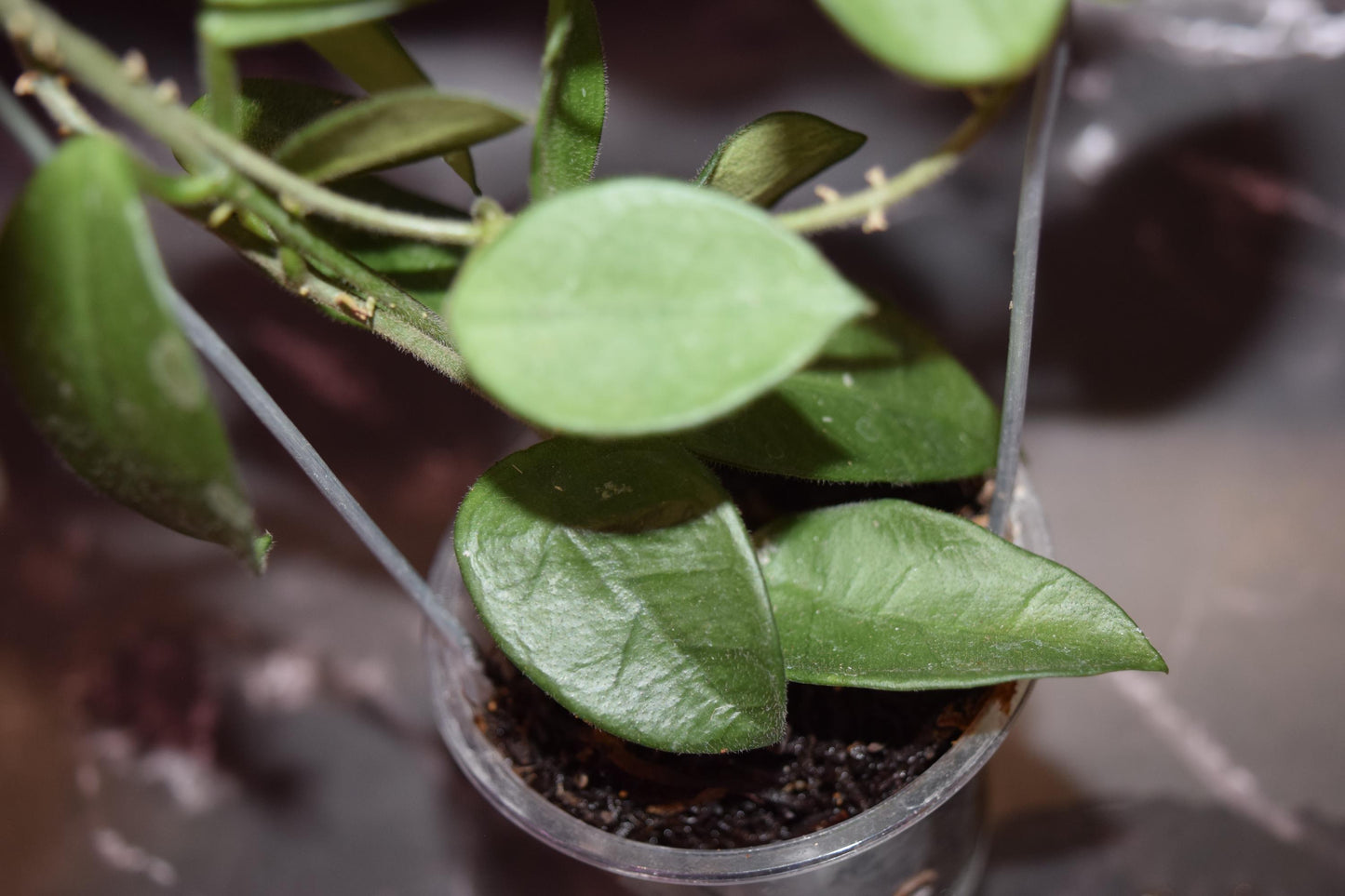 Hoya variegated lacunosa unrooted cutting