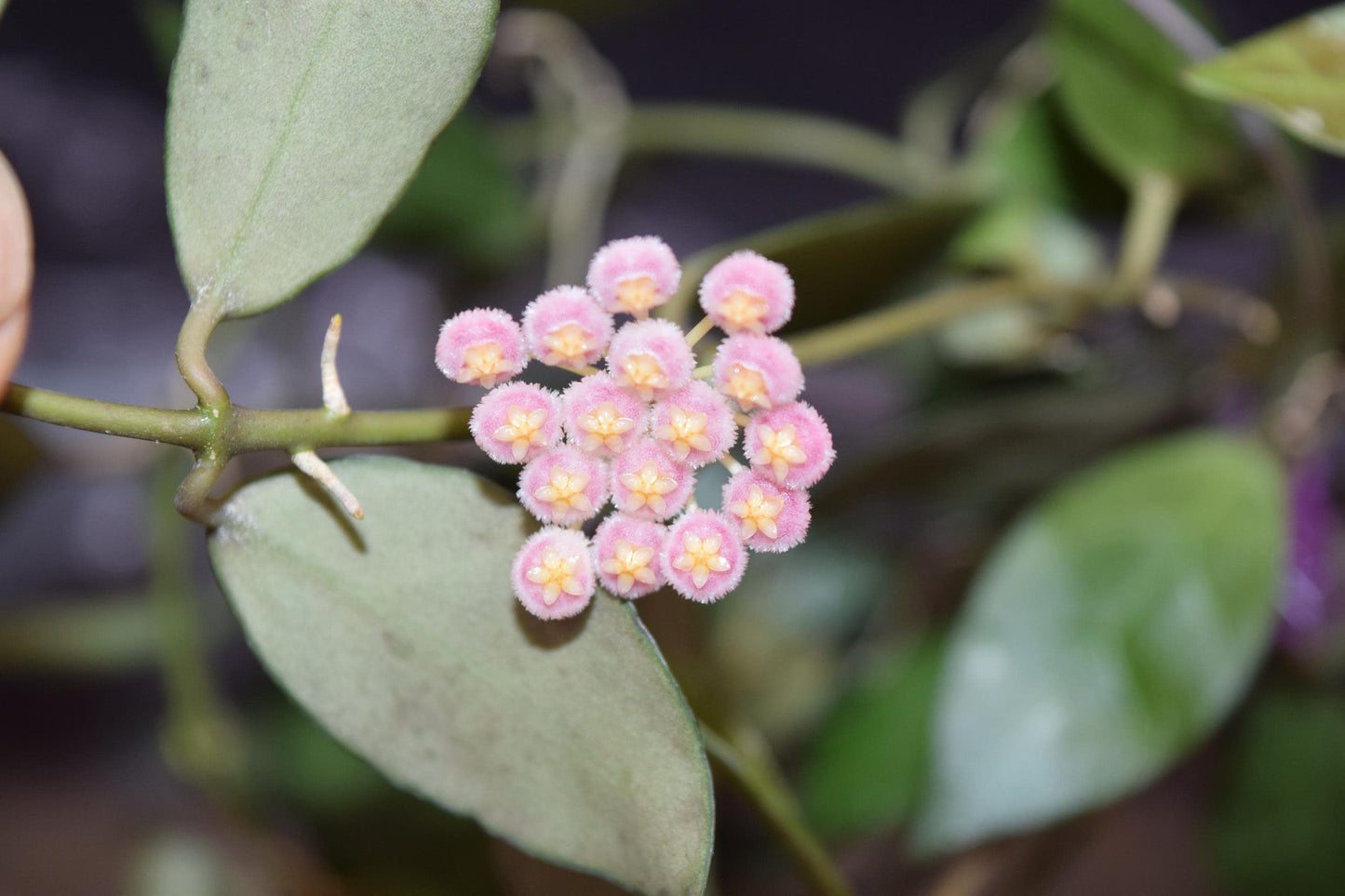 Hoya Rebecca unrooted cutting