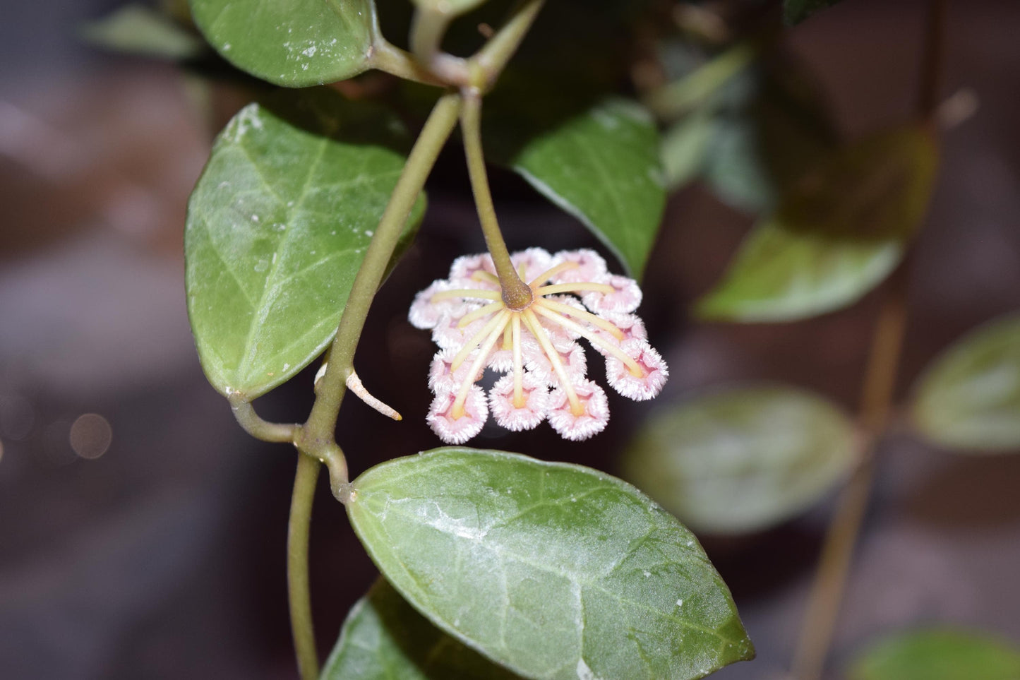 Hoya Rebecca unrooted cutting