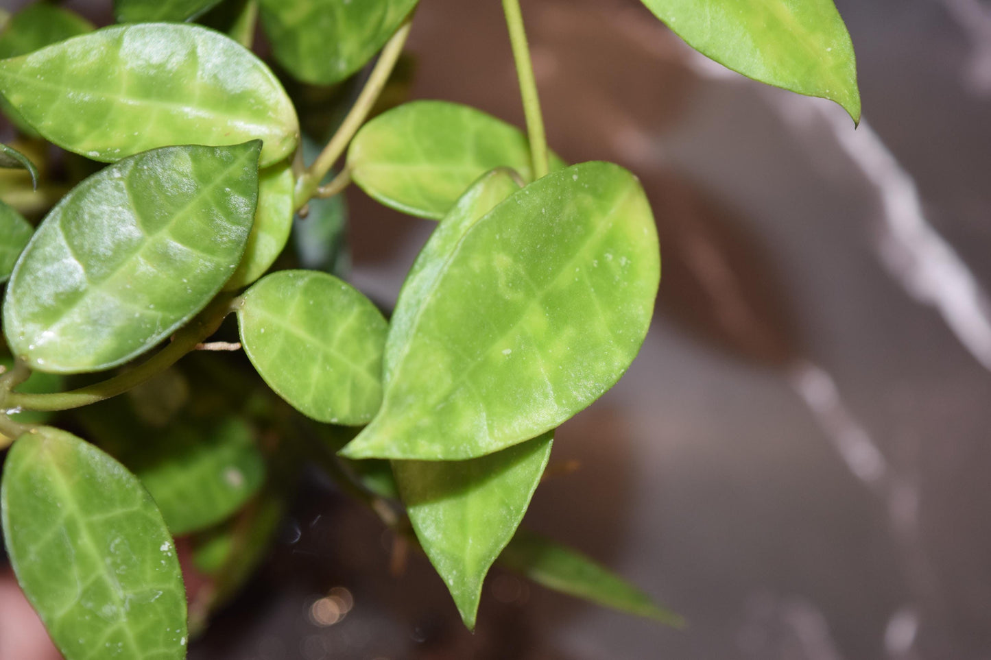 Hoya lacunosa leopard skin unrooted cutting