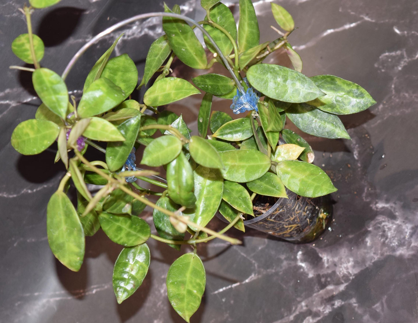 Hoya lacunosa leopard skin unrooted cutting