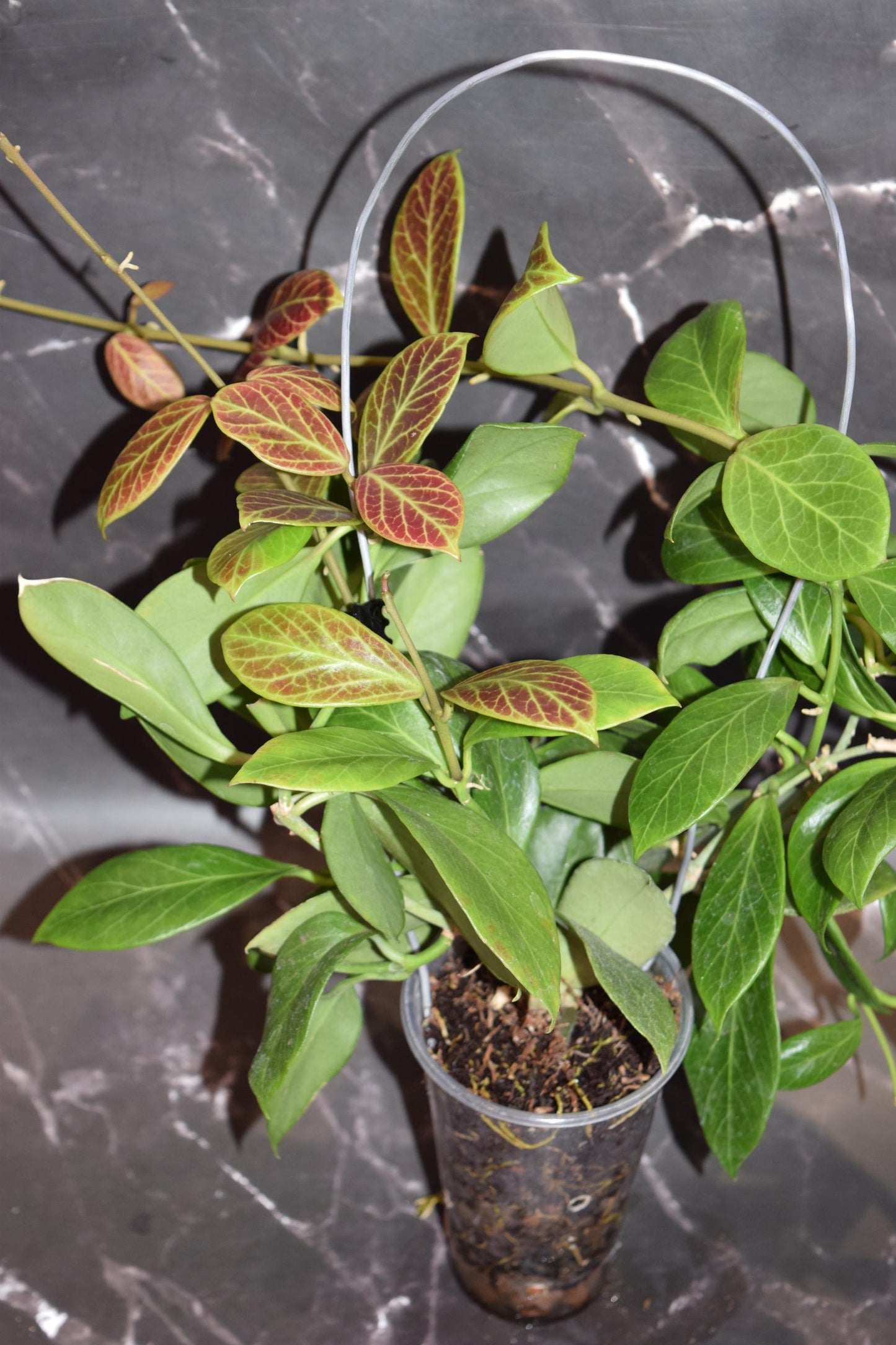 Hoya lacunosa silver mint coin unrooted cutting