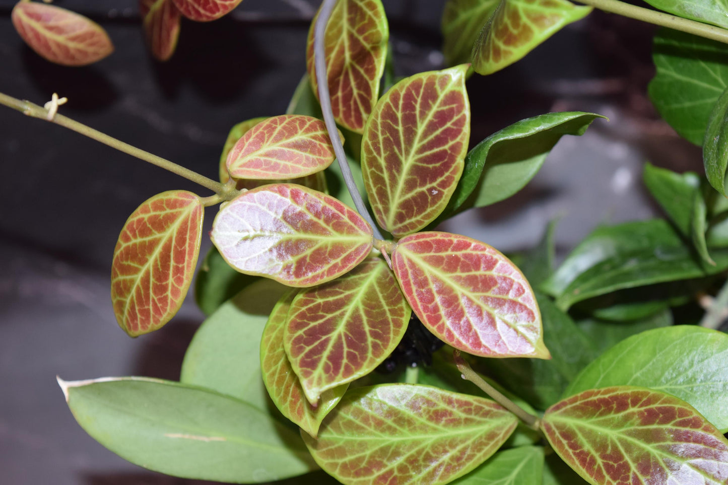 Hoya lacunosa silver mint coin unrooted cutting