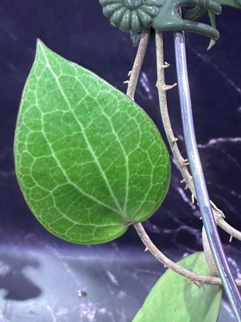 Hoya gunung gading unrooted cutting