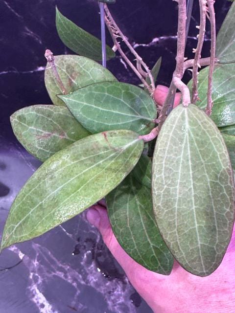 Hoya gunung gading unrooted cutting