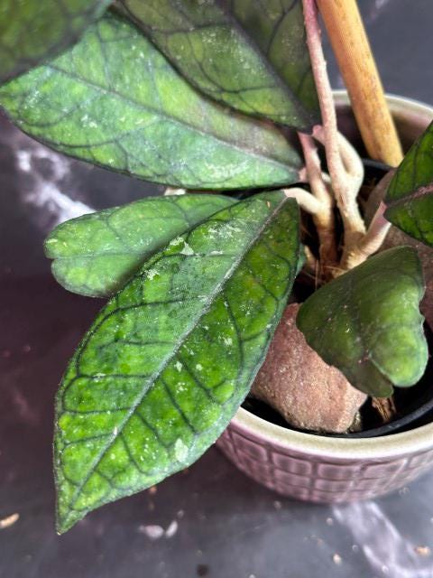 Hoya finlaysonii unrooted cutting