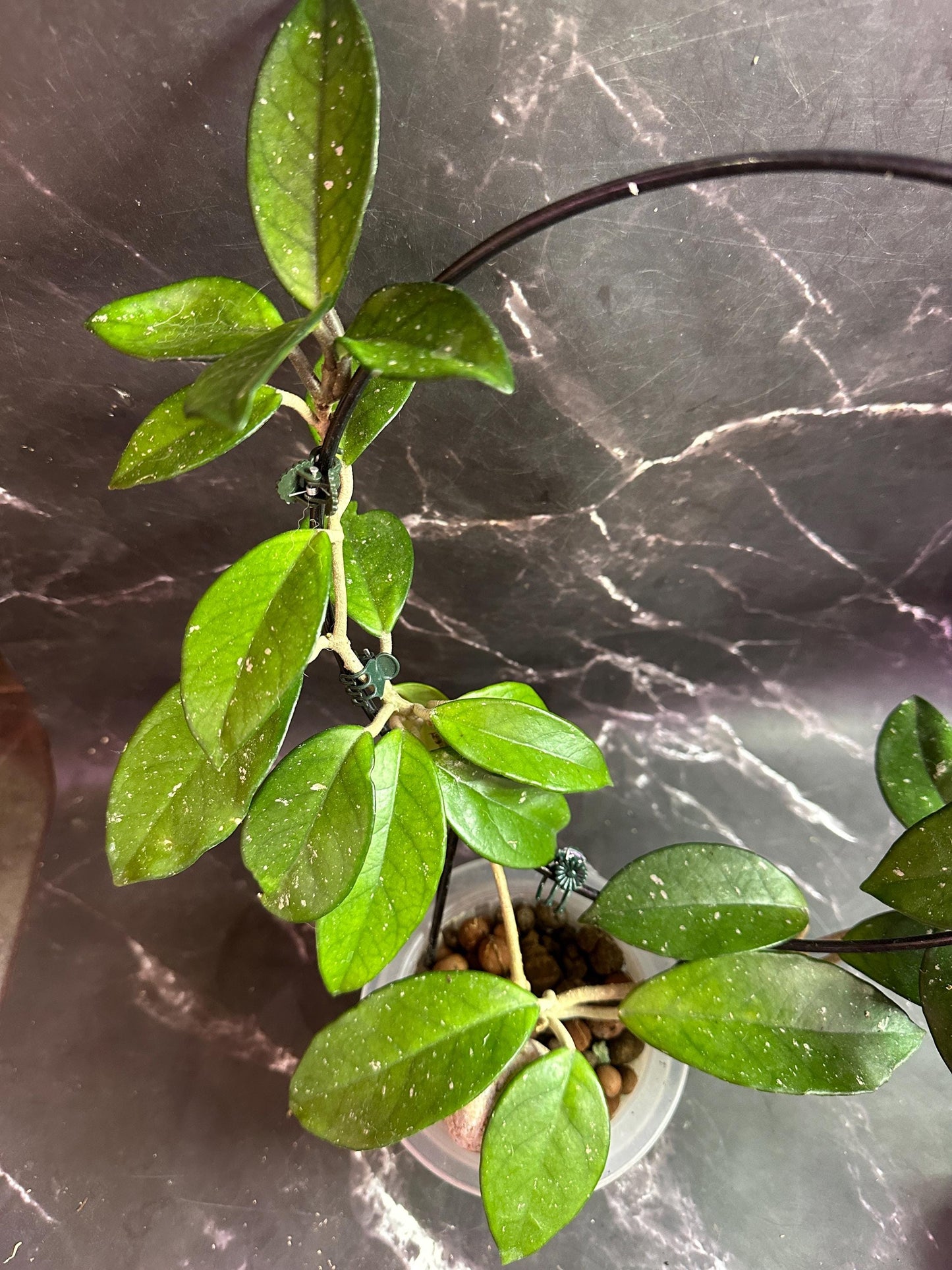 Hoya Jenny unrooted cutting