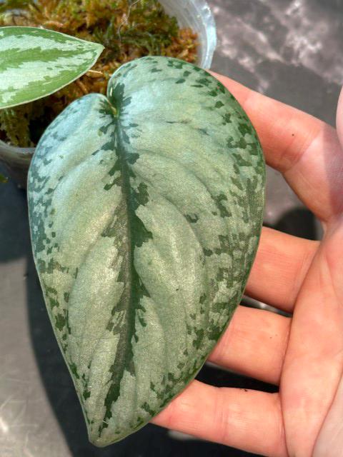 Sparkling scindapsus silver Borneo exact plant lightly rooted