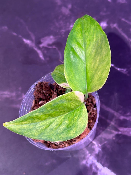 Teruno hahnahahna pothos epipremnum exact plant