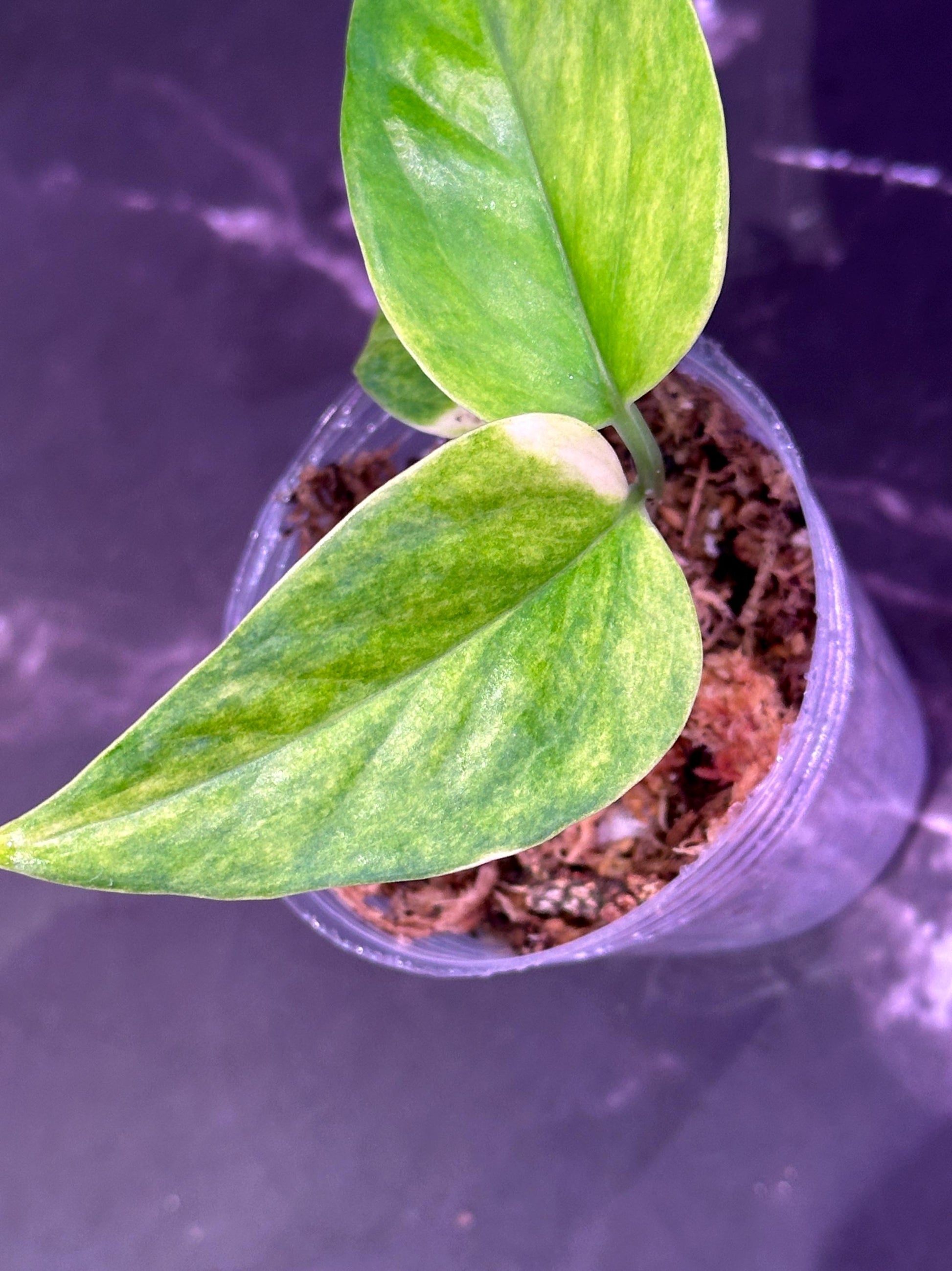 Teruno hahnahahna pothos epipremnum exact plant