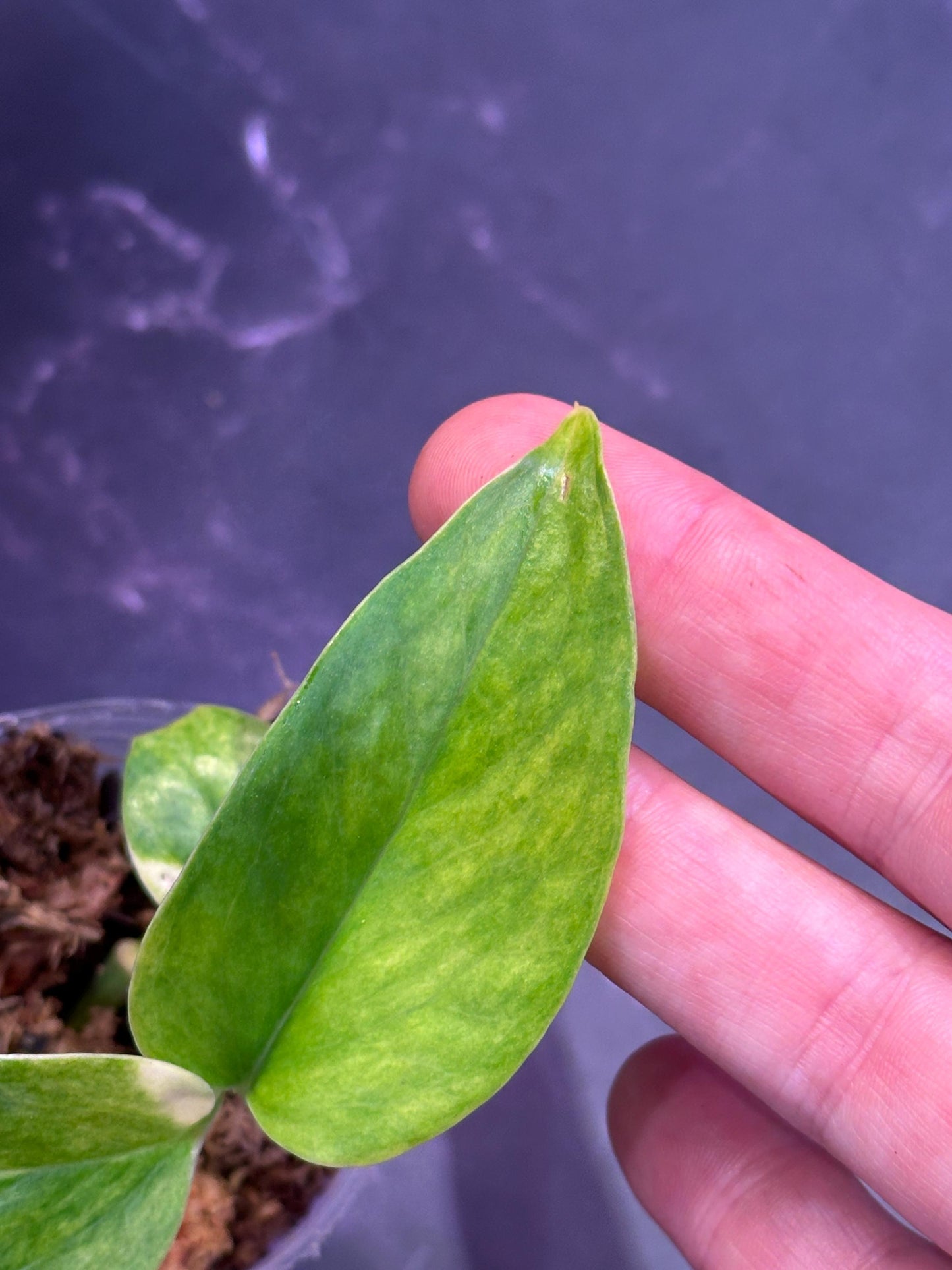 Teruno hahnahahna pothos epipremnum exact plant